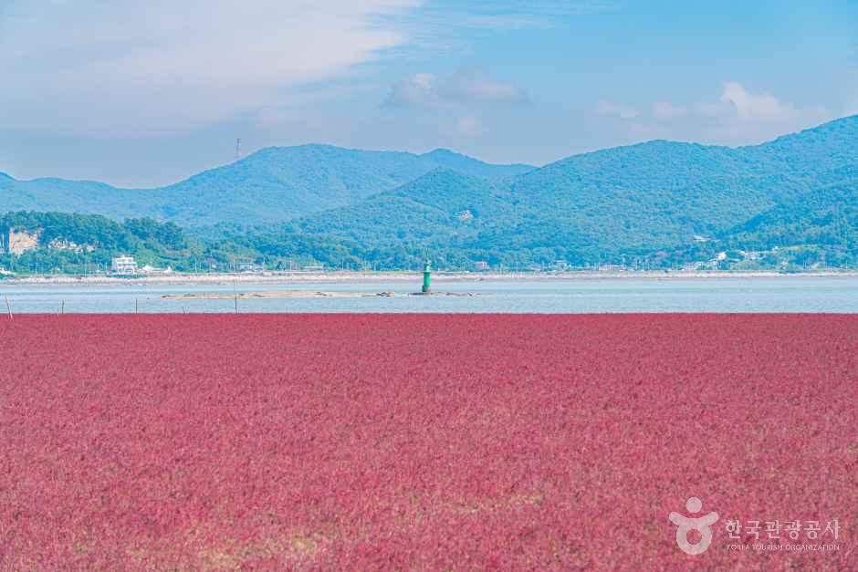 Seokmodo Glasswort Colony