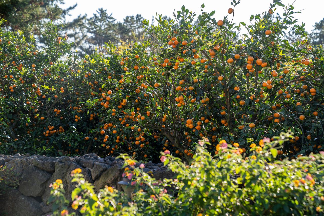 Jeju Mandarins